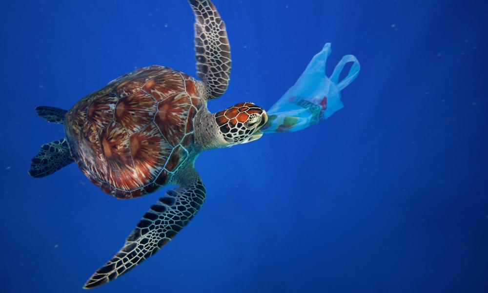 Turtle in the ocean threaten by plasit waste