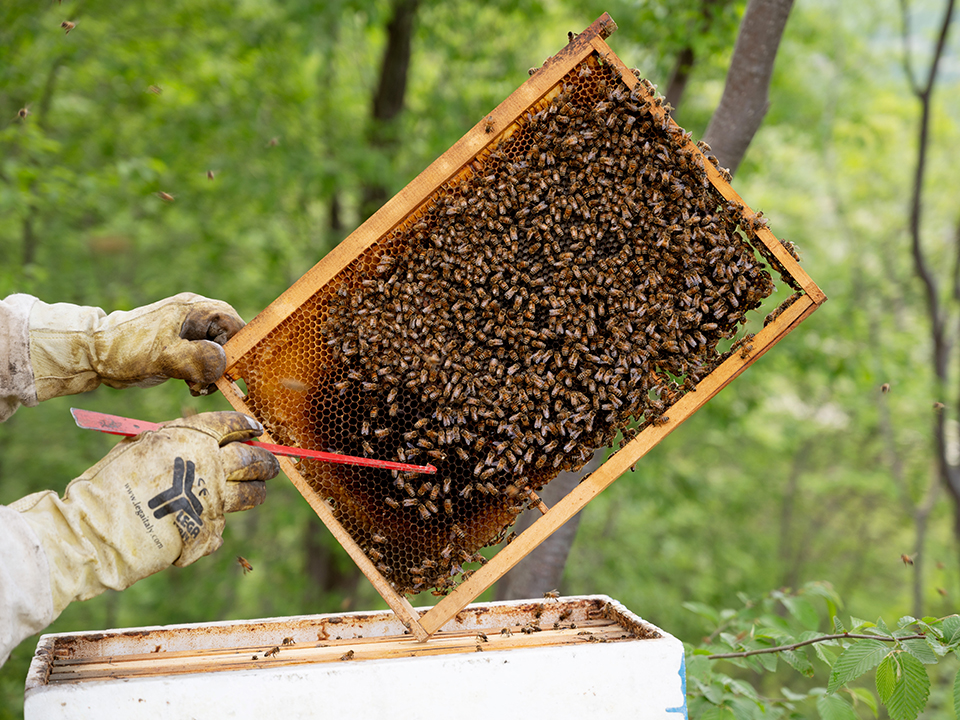Le api dell'Oasi della Biodiversità di Comac